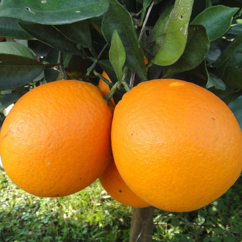 10斤脐橙大概多少个,一斤橙子有几个 10斤橙子大概多少个