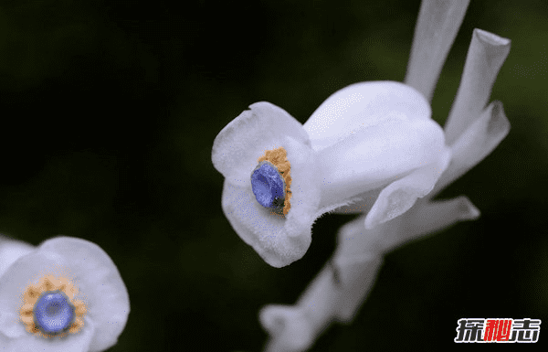 死亡之花水晶兰花 水晶兰花有何特别之处