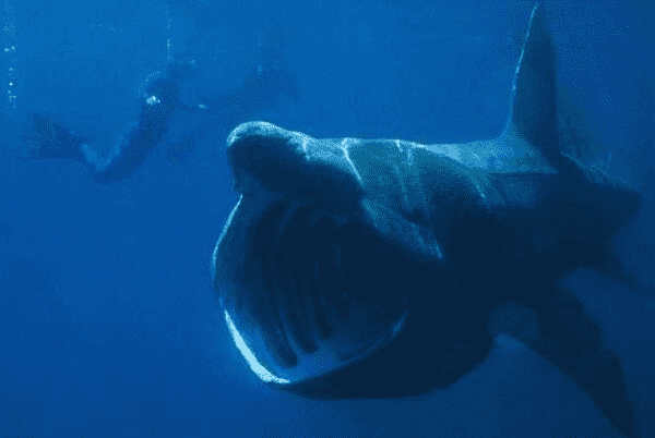 六种海底恐怖图，抹香鲸打巨型乌贼/毒牙鱼吃掉什么