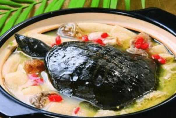 刚死的乌龟能吃吗建议不要吃（含有细菌，吃了容易生病）