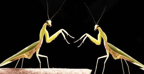 螳螂繁衍后代为什么要吃配偶，取决于母螳螂饿不饿(和繁衍无关)
