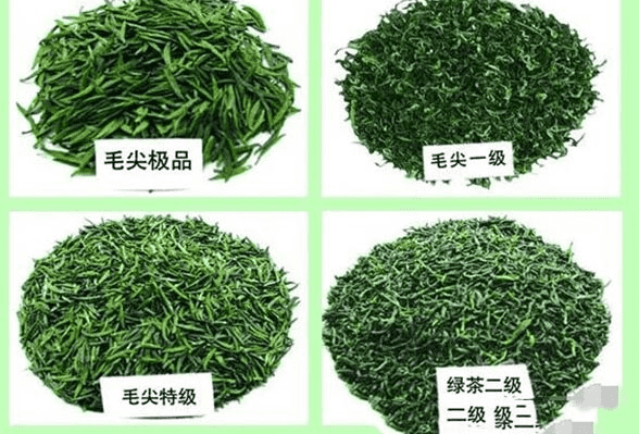 毛尖属于绿茶还是黄茶，茶叶保质期有多久