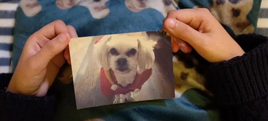 北京女子花25万克隆自家宠物狗她能保留记忆吗？ （克隆生物）