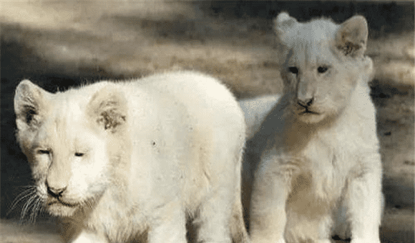 一只宠物白狮子多少钱？怎么选白狮子当宠物