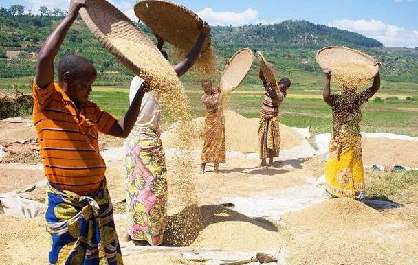  非洲人为何不种水稻粮食 因气候问题(影响产量)