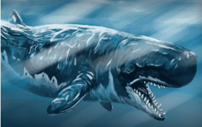 世界上最凶猛的鲸鱼梅尔维尔鲸，长20米（已灭绝）