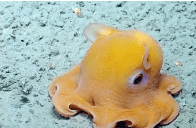 世界上最可爱的章鱼，小飞象章鱼比较可爱（深海区）