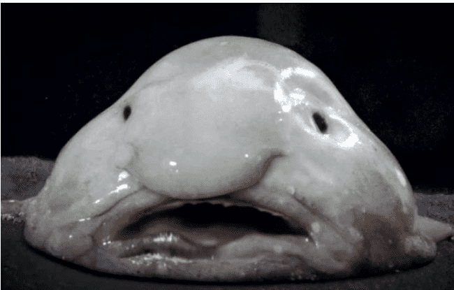 世界上表情最悲伤的鱼，水滴鱼（生活在深海）