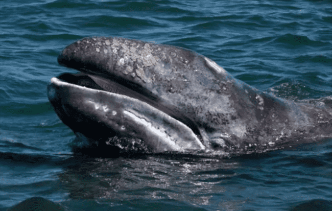 鬼鲸是什么样的鲸鱼？鬼鲸实际上是灰鲸（一种古老的生物）