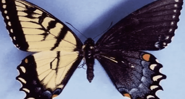 幽灵蝴蝶是什么蝴蝶？ （如果捉到幽灵蝴蝶会怎样？）