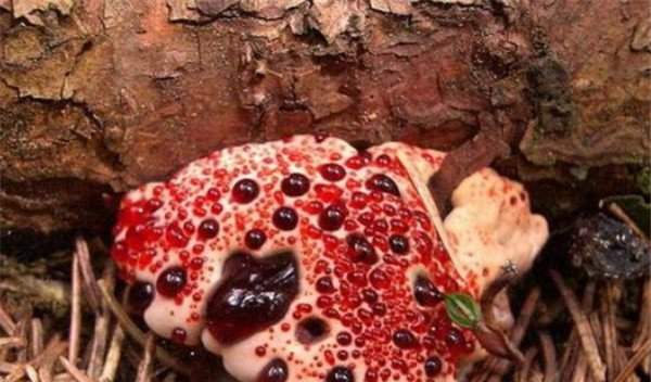 血牙真菌有毒吗：血牙真菌表明有红色液体（没有毒素）